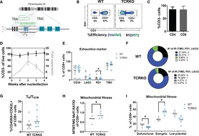 Efficacy and safety of universal (TCRKO) ARI-0001 CAR-T cells for the treatment of B-cell lymphoma